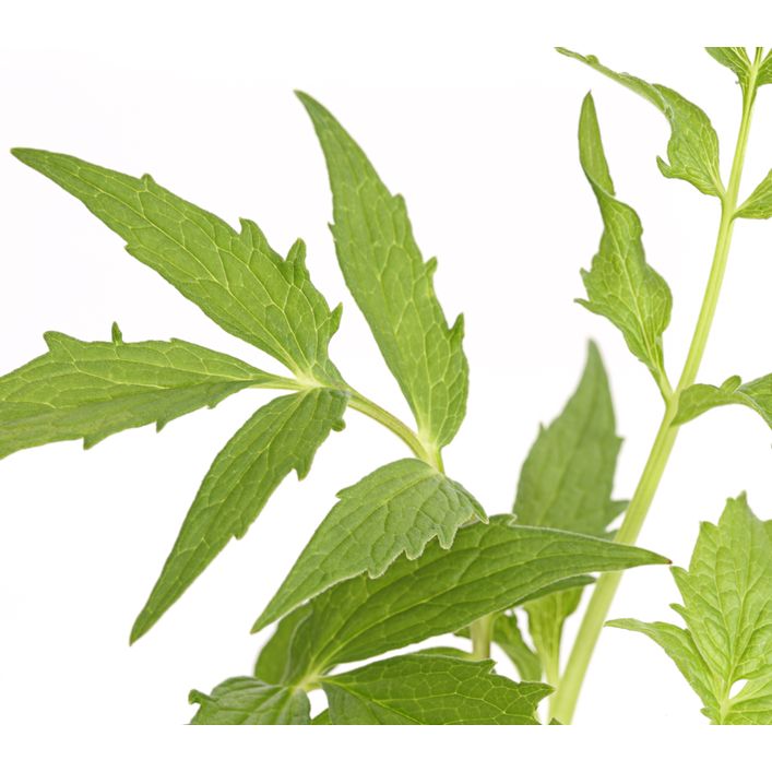 420 dünger 420Flow Cannabis Booster – Blütedünger maximale Erträge & Harzbildung main image 1