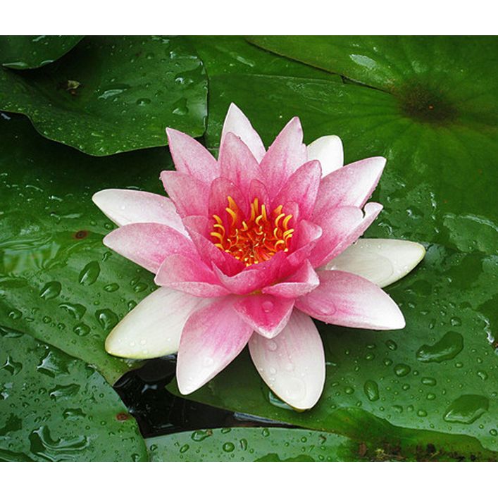 Seerose 'Attraction' | Dehner