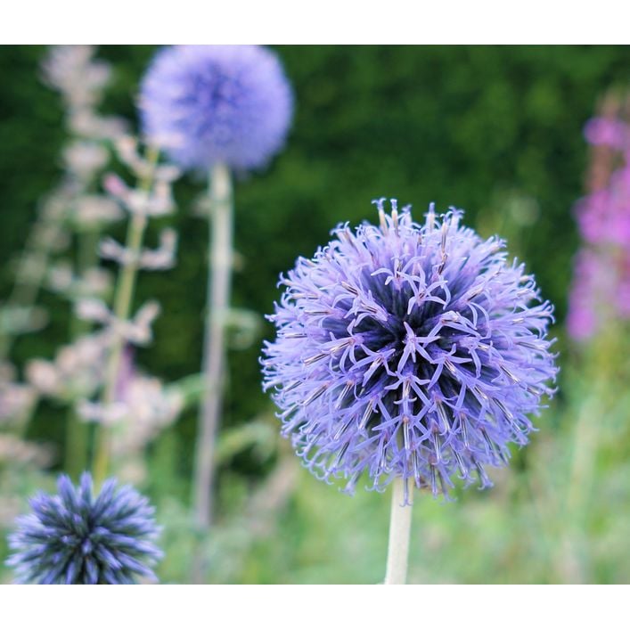 Bio Kugeldistel | Dehner