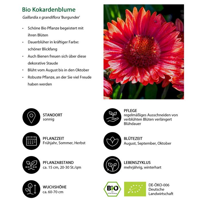 Bio Kokardenblume 'Burgunder' | Dehner