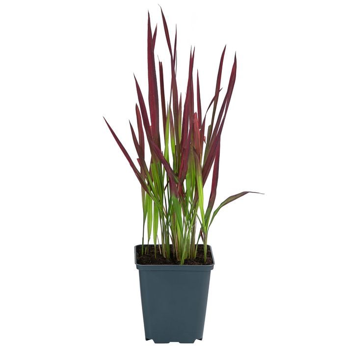 Bio Japanisches Blutgras 'Red Baron' | Dehner