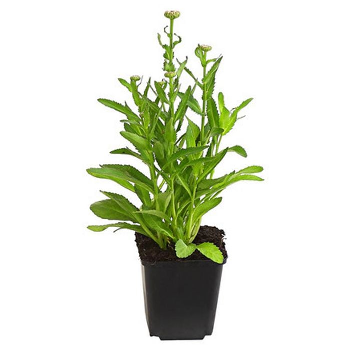 saatgut getreide BIO Saatgut Getreide Winterroggen – Biogartenladen main image 1