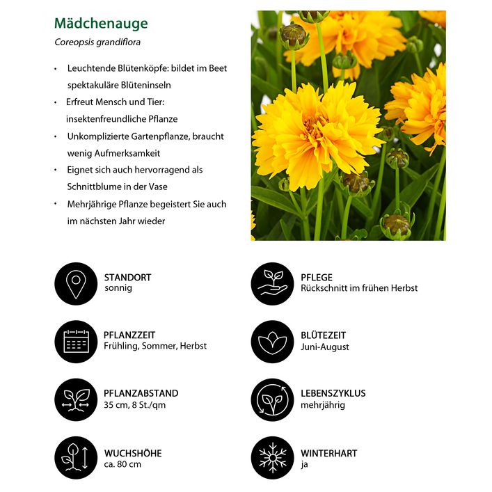 Mdchenauge | Dehner