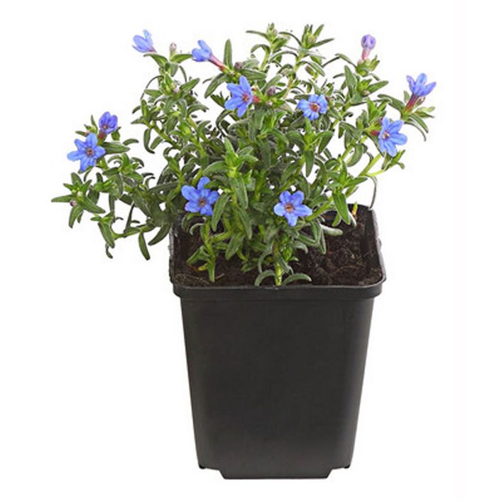 Bio Steinsame 'Heavenly Blue' | Dehner