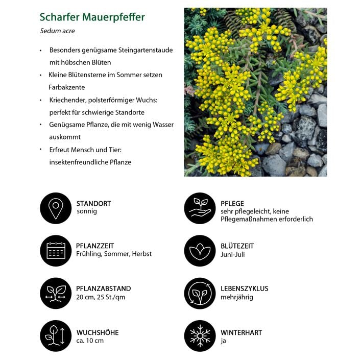 GreenboutiQ Staudenpaket Bodendecker | 8 Pflanzen Für 1 M² | Wenig Pflege | 11 Cm Töpfe