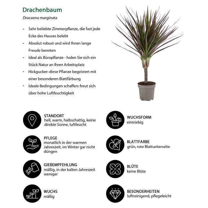 Zimmerpflanzen-Set Drachenhhle, 4-teilig | Dehner