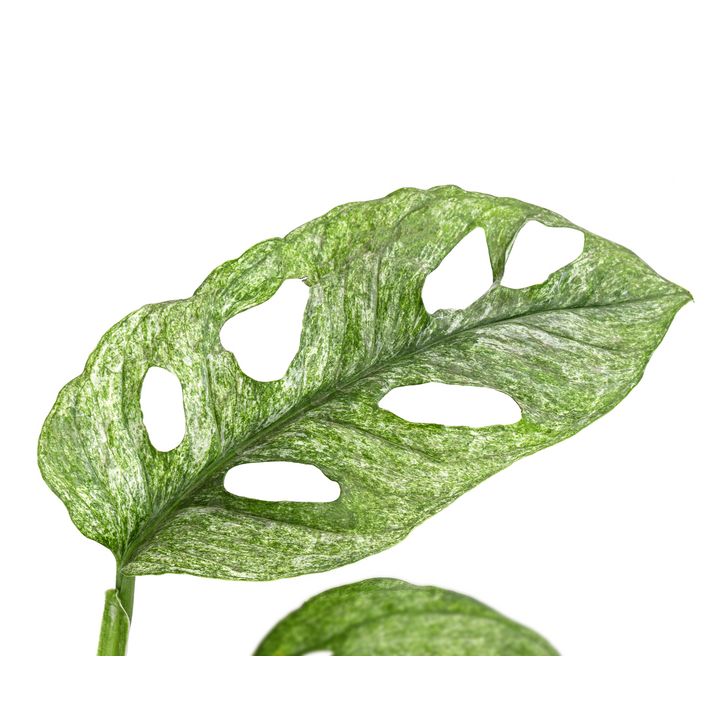 Fensterblatt - Monstera adansonii 'Mint' | Dehner