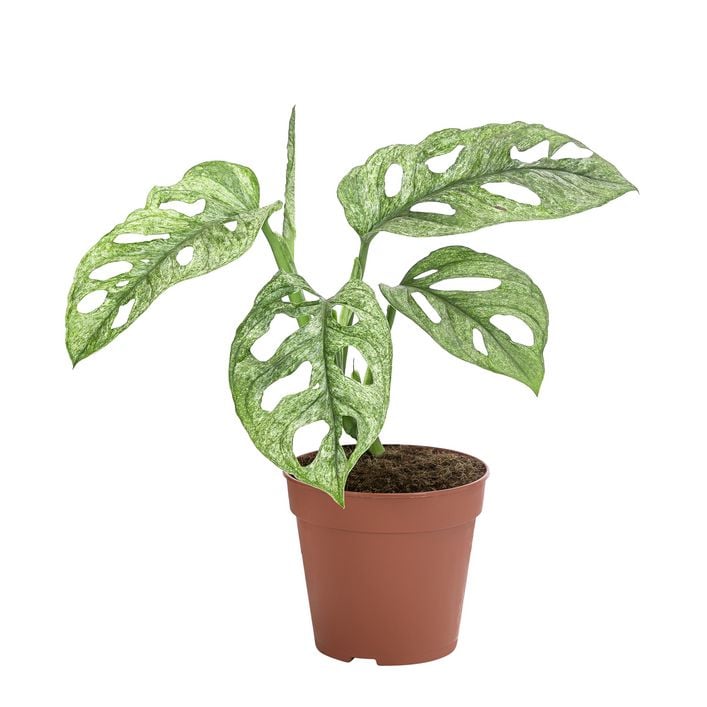 philodendron xanthosoma Caladium Xanthosoma Lindenii Magnificum