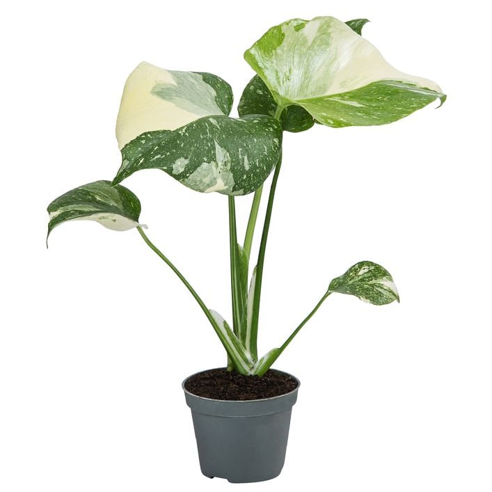 Fensterblatt - Monstera deliciosa 'Thai | Dehner