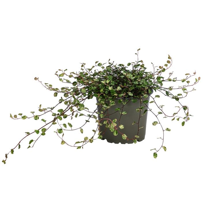 Drahtstrauch - Muehlenbeckia complexa 'Pink | Dehner