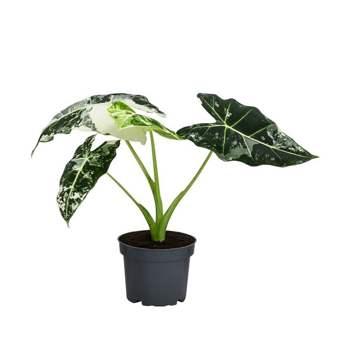 Pfeilblatt - Alocasia micholitziana 'Frydek' | Dehner