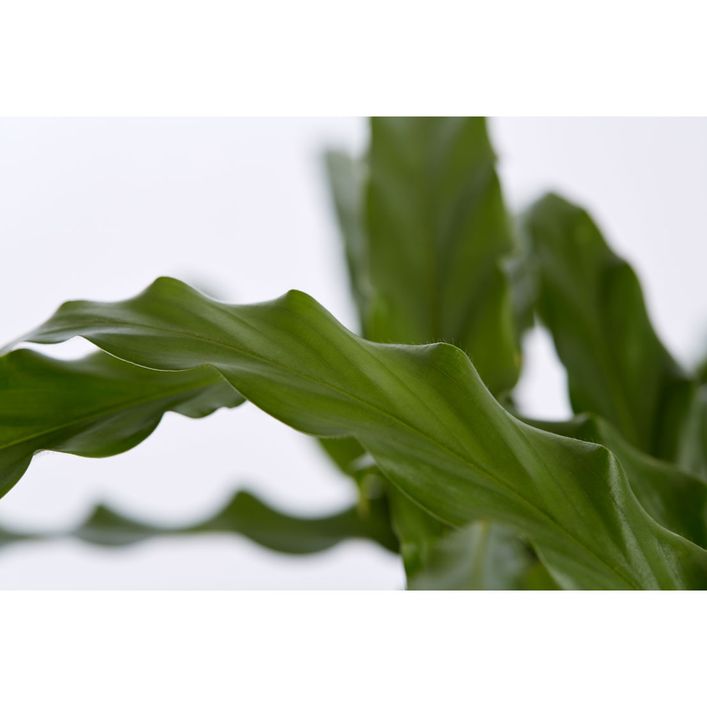dracaena drago Shop 'Dragon Tree