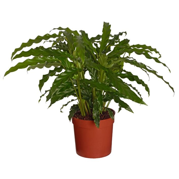 big calathea Calathea White fusion 4 plant **(ALL plants require you to purchase ANY 2  plants!)**