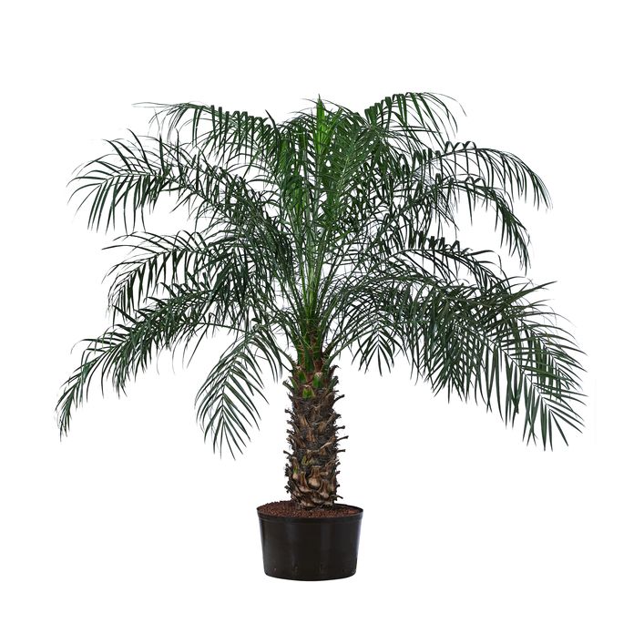 Zwergdattelpalme - Phoenix roebelenii, | Dehner