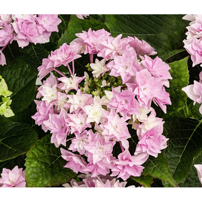Hortensie - Hydrangea macrophylla 'Floria' | Dehner