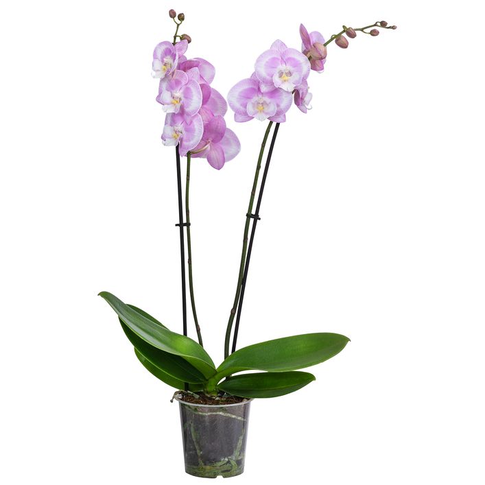 Handstickerei-Rahmenbild "Phalaenopsis" 10x10 Zoll – Chinesische Kunst, Gerahmt