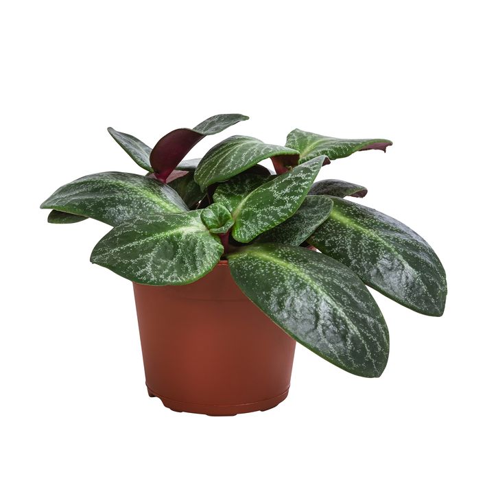 ficus carica variegata Ficus carica 'Variegata' – Marbled Leaf Edible Fig main image 1