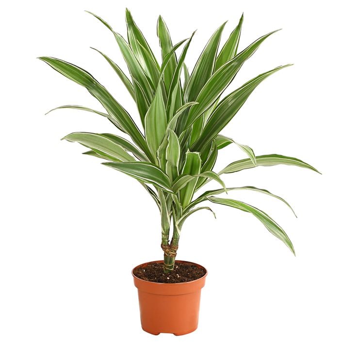 Drachenbaum - Dracaena deremensis, | Dehner
