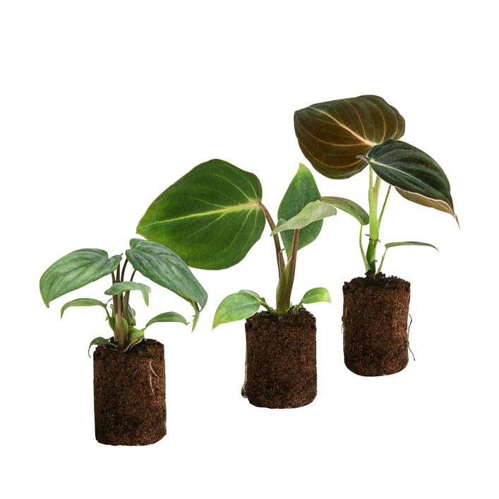 Jungpflanzen-Set Philodendron, 3-teilig | Dehner