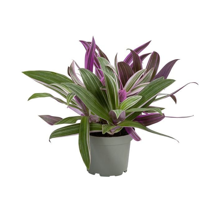 Dreimasterblume - Tradescantia 'Spathacea' | Dehner