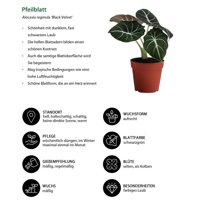 pilea raindrop variegata Raindrop Peperomia Variegated | Buy Online | Mygreenscape main image 0