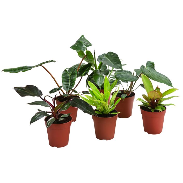 griechische zimmerpflanzen Calathea ornata Sanderiana 30-40 cm - Korbmarante - Zimmerpflanze -  Grünpflanze main image 0