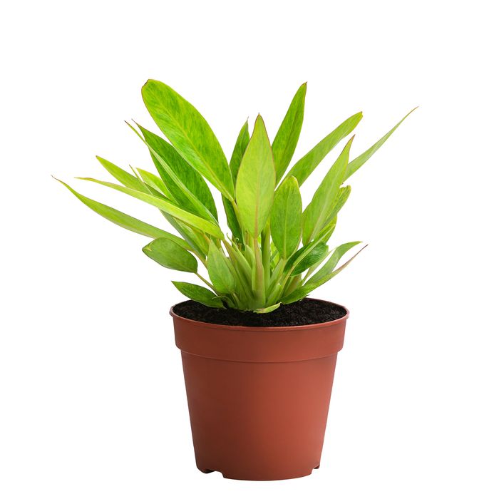 zimmerpflanze hawaii palme Brighamia insignis 'Hawaii Palm' main image 0