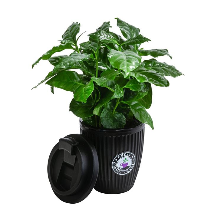 Kaffeepflanze - Coffea arabica, im To-Go | Dehner