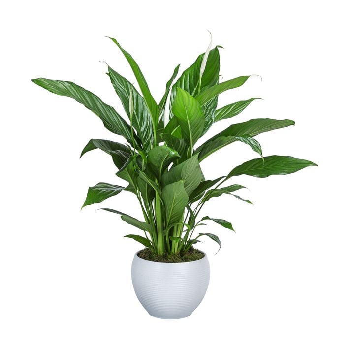 monstera deliciosa white Monstera Super White