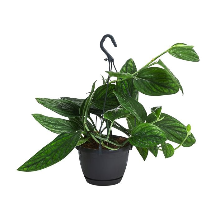 Efeutute - Epipremnum pinnatum 'Marble | Dehner