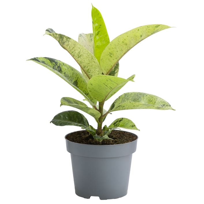 kirschlorbeer angustifolia Prunus lusitanica 'Angustifolia' auf Stamm