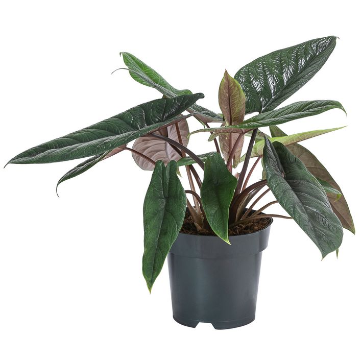 pflanze elefantenohren Elefantenohr Alocasia wentii main image 0