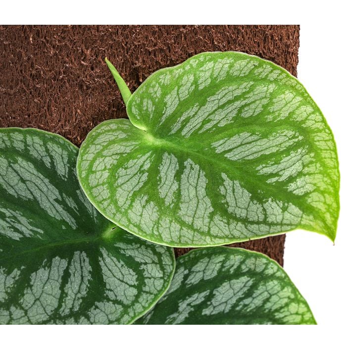philodendron hängepflanze Philodendron scandens main image 1