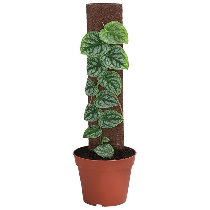 Fensterblatt - Monstera dubia am Kratistestab | Dehner