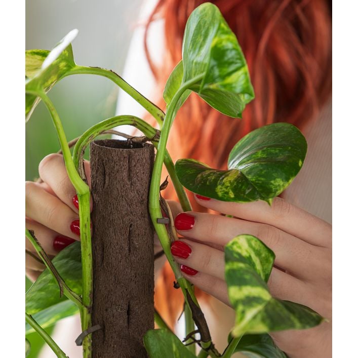 Efeutute - Epipremnum aureum am Kratistestab | Dehner