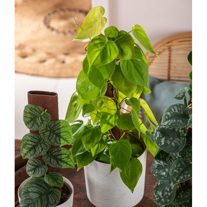 Baumfreund - Philodendron scandens am | Dehner