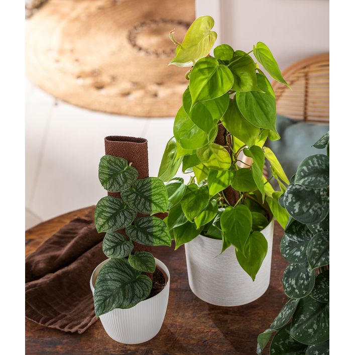 monstera thai constellation tc Monstera deliciosa 'Thai Constellation' – Carnivero main image 0