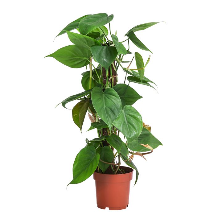 cactus climber Modern DIY Large Cactus Cat Climbing Tree main image 1