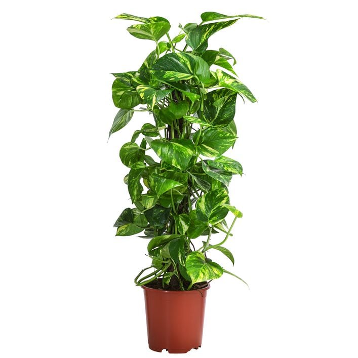 Efeutute - Epipremnum aureum am Kratistestab | Dehner
