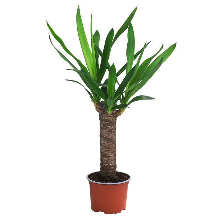 Zimmerpflanzen-Set Tropical, 5-teilig | Dehner
