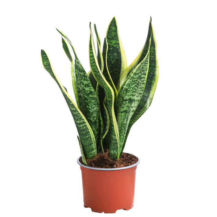 Zimmerpflanzen-Set Tropical, 5-teilig | Dehner