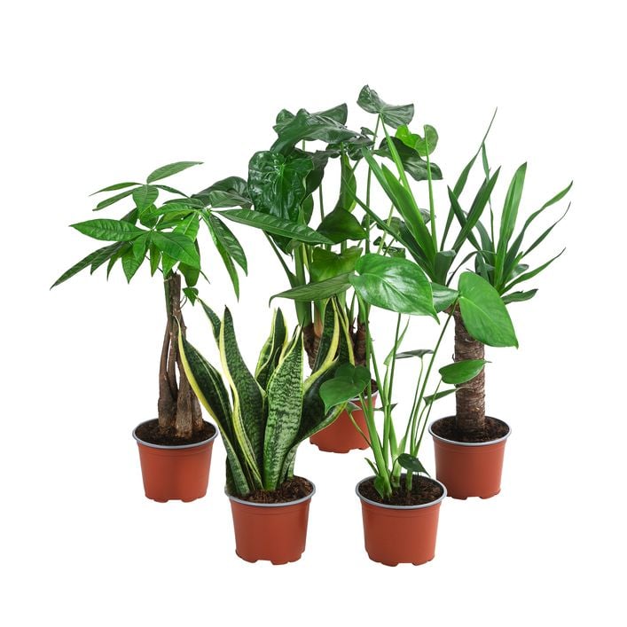 Zimmerpflanzen-Set Tropical, 5-teilig | Dehner