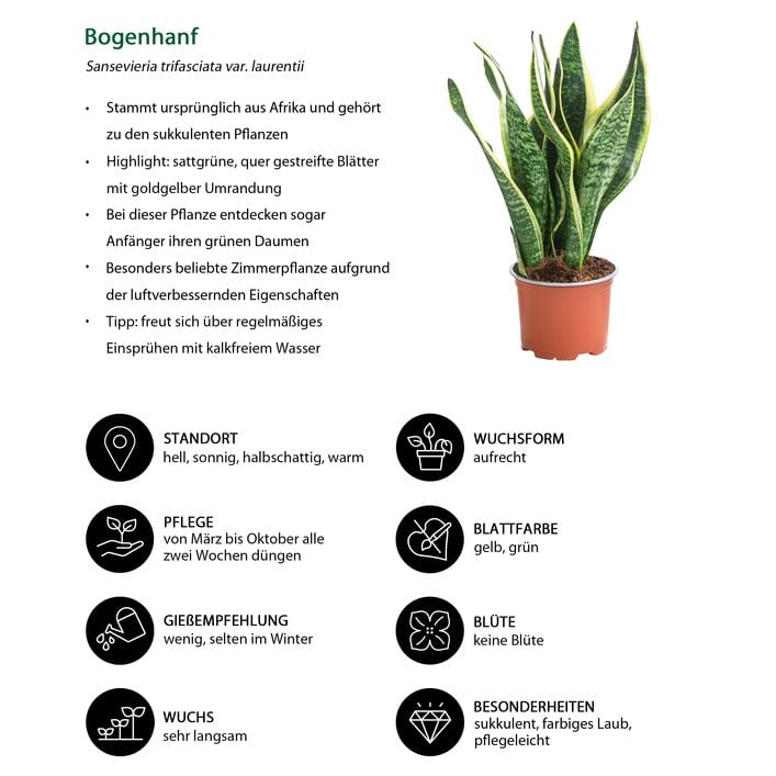 Zimmerpflanzen-Set Tropical, 5-teilig | Dehner