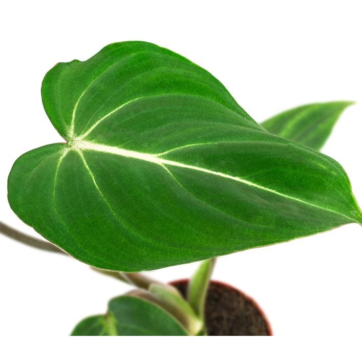 scindapsus moonlight variegata Scindapsus moonlight marble variegated main image 0