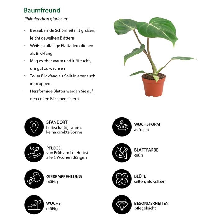 kiwano saatgut Afrikanische Horngurke Kiwano Samen – samenfritze main image 1