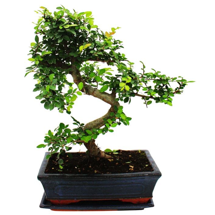 heirloom bonsai Heirloom Non-GMO Bonsai Tree Seeds for Planting – Miniature Ornamental Tree  Seeds