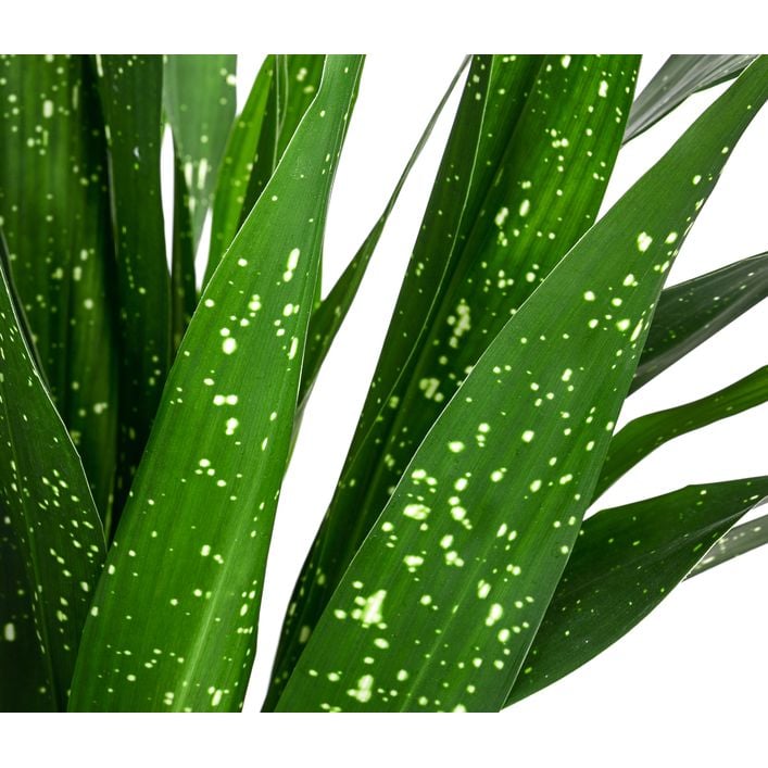 kentia palme temperatur Kentia Palme :24 H:170 cm