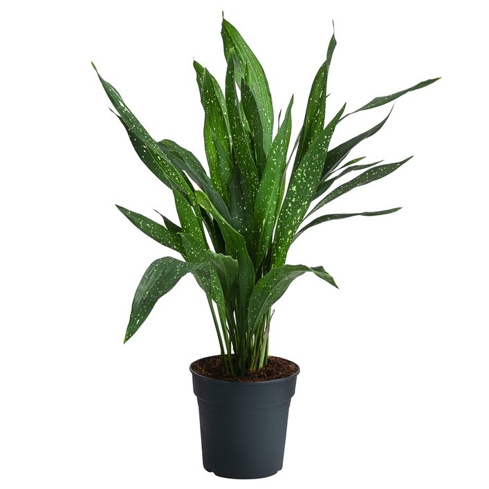 Schusterpalme - Aspidistra elatior 'Milky Way' | Dehner