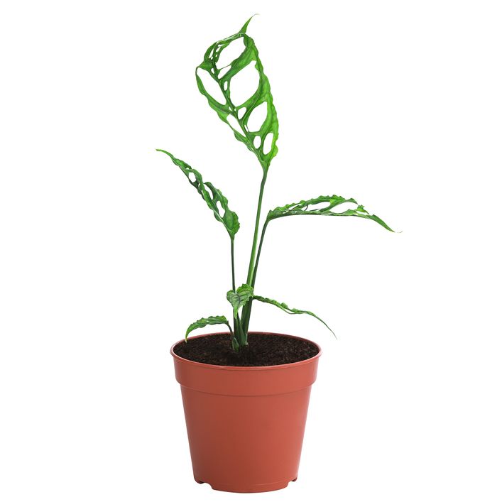Fensterblatt - Monstera obliqua 'Peru' | Dehner
