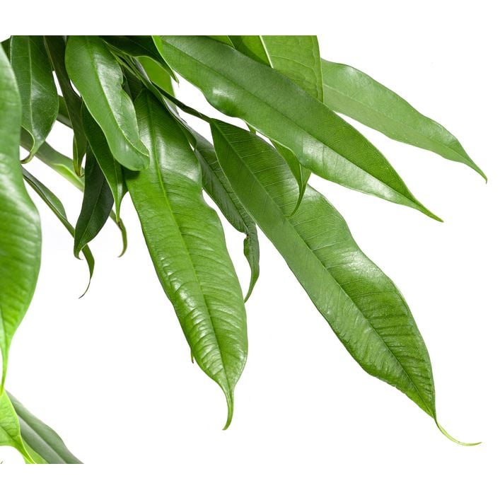 Gummibaum - Ficus binnendijkii 'Amstel King' | Dehner
